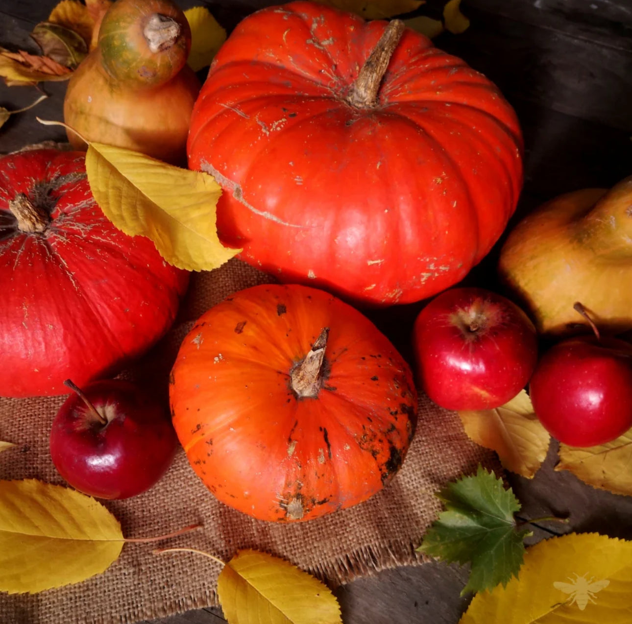 SEASONAL - AUTUMN