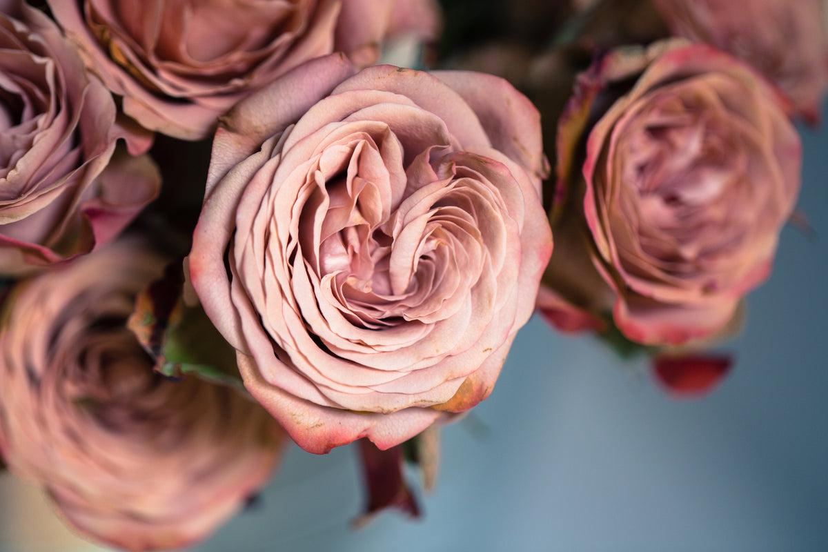 BLUSH